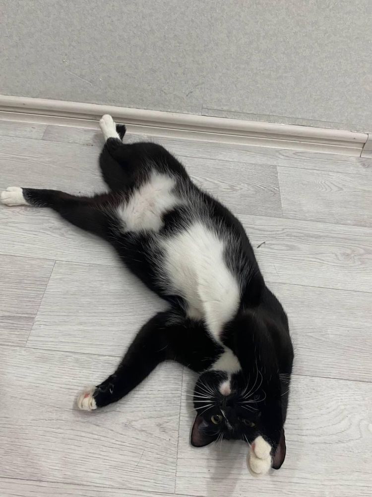 Отдам кота хорошие руки