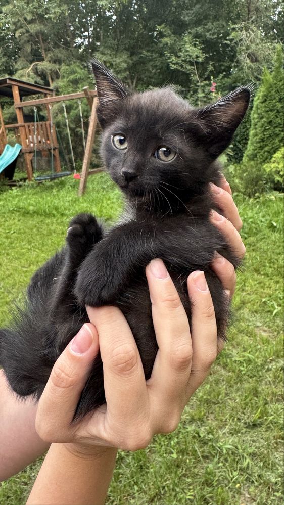 Котята ищут любящих хозяев