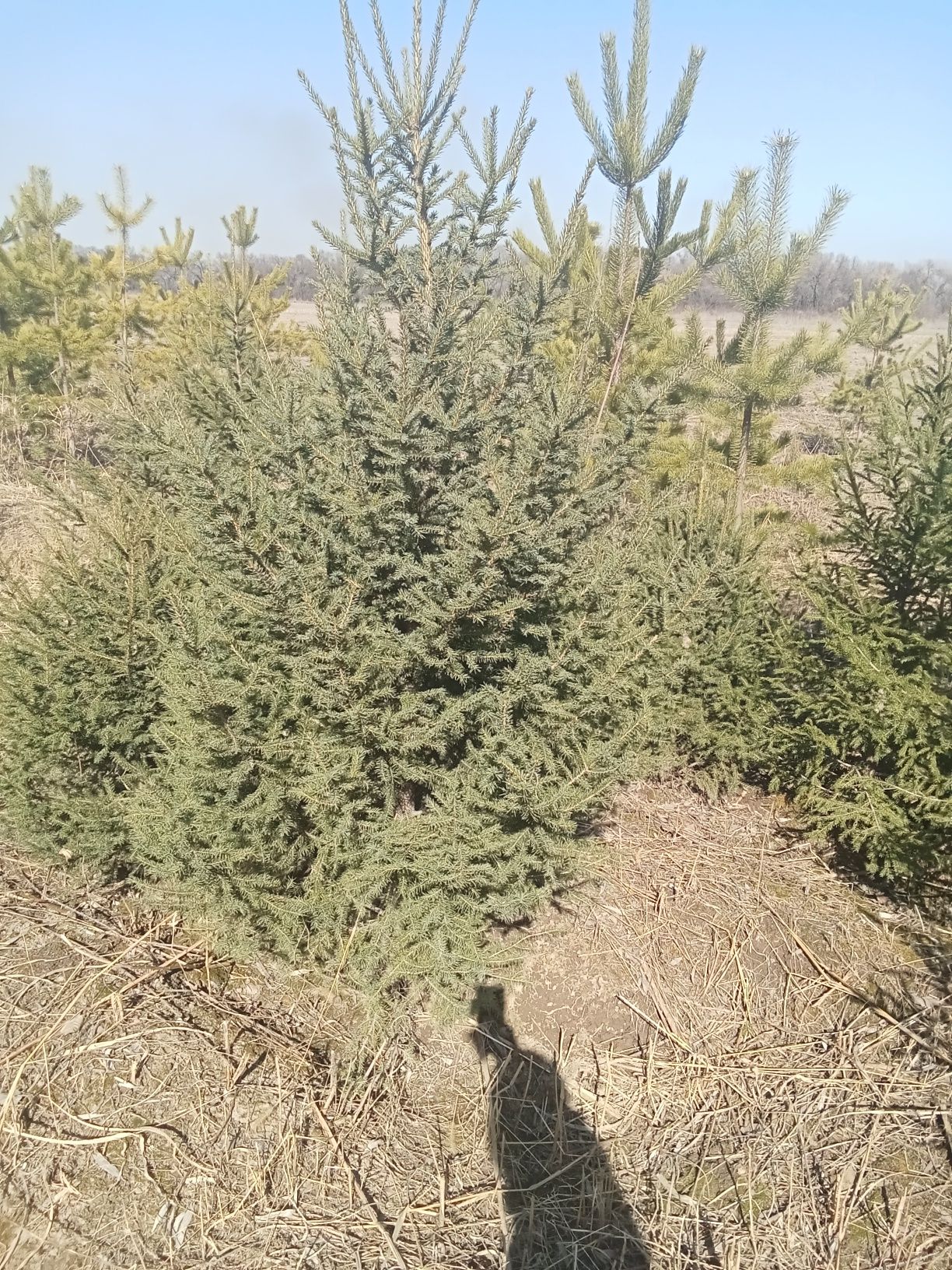Пихта разных размеров