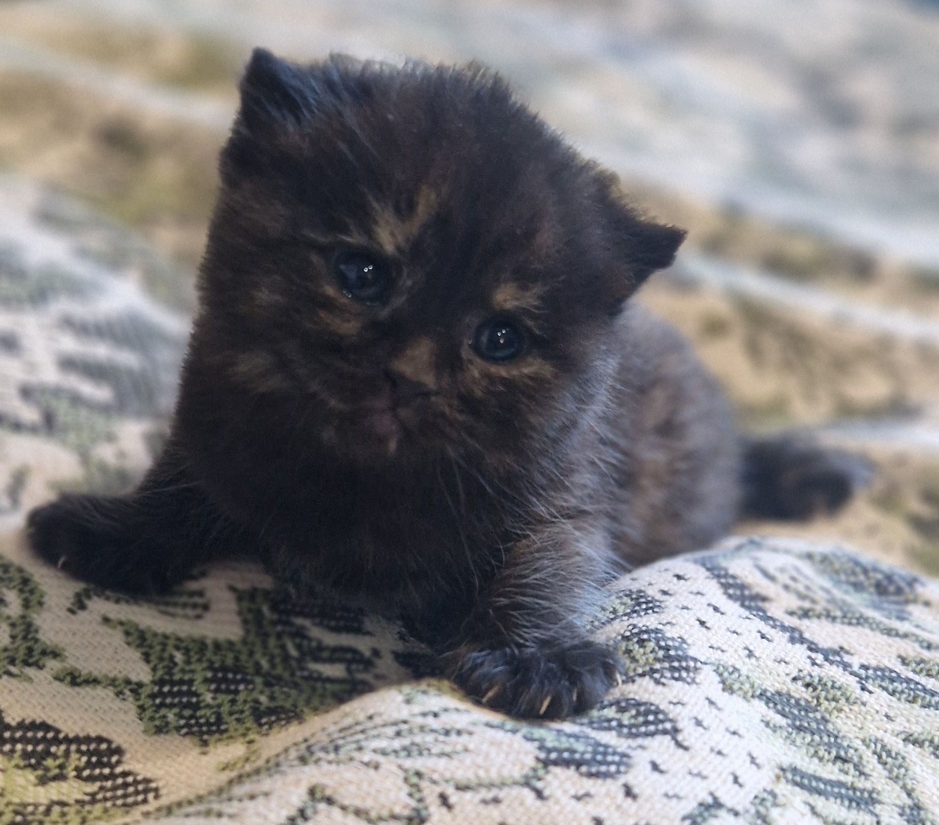 Котята Британские