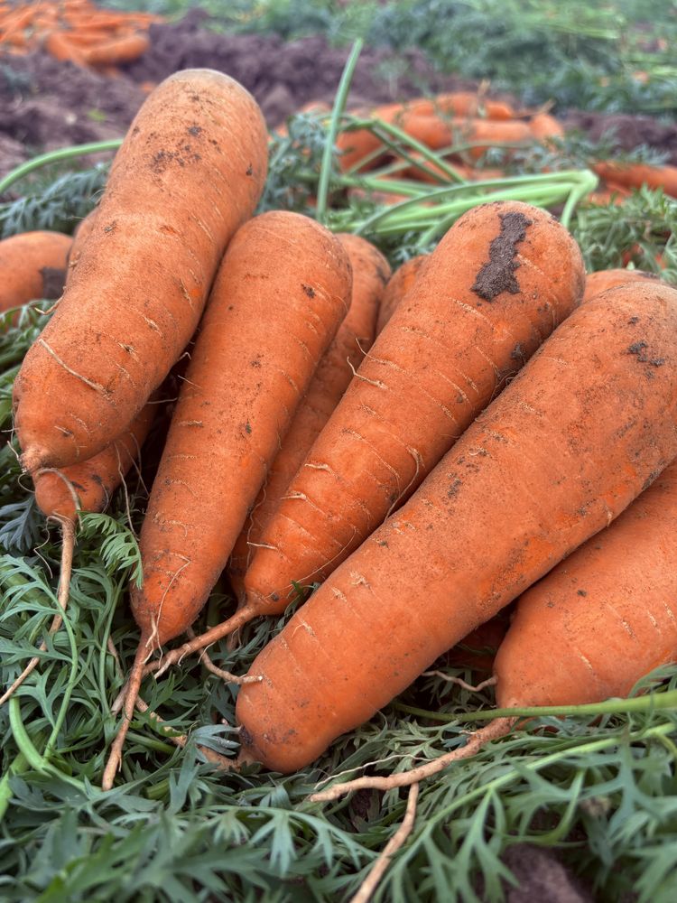 Продам картофель картошка урожай 2025 года