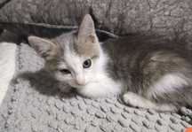 Отдаю милого котенка
