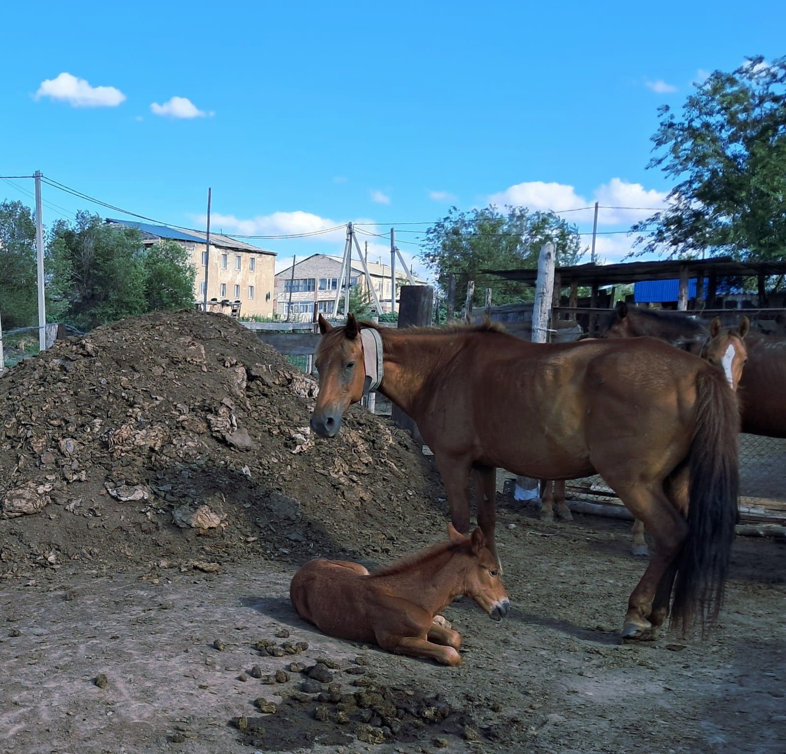 Жуас бие бие бие