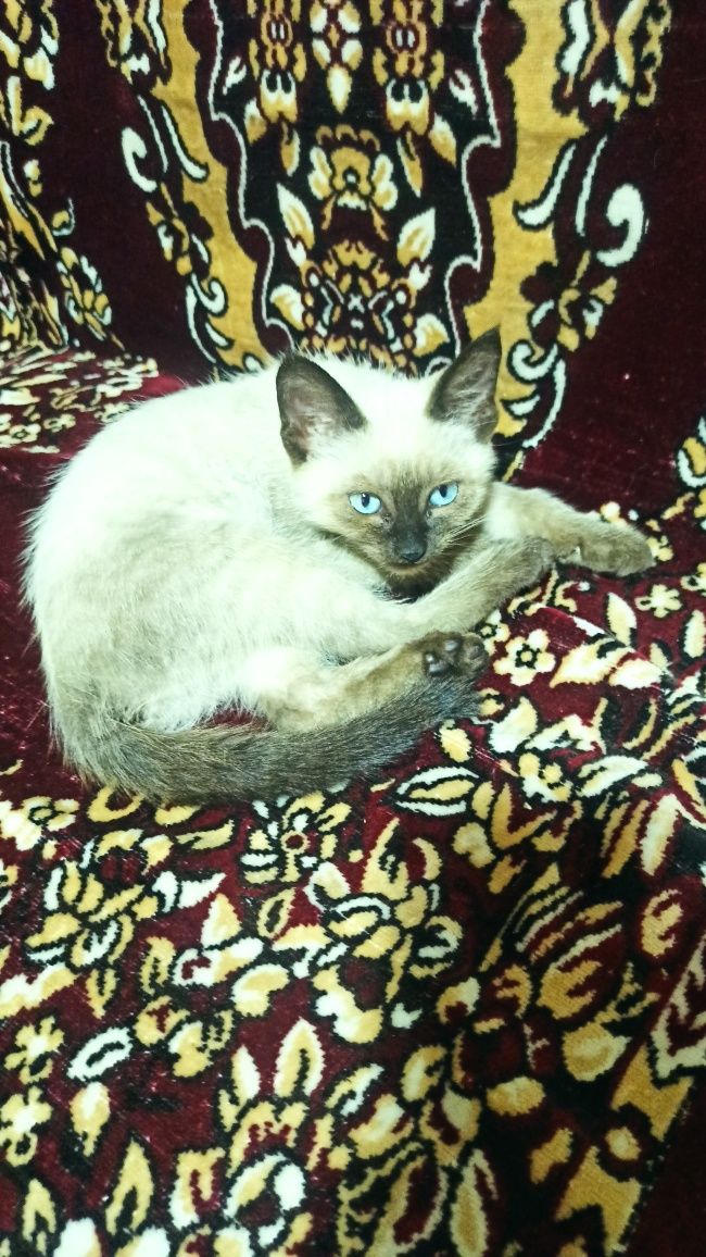 Отдам котят в добрые руки