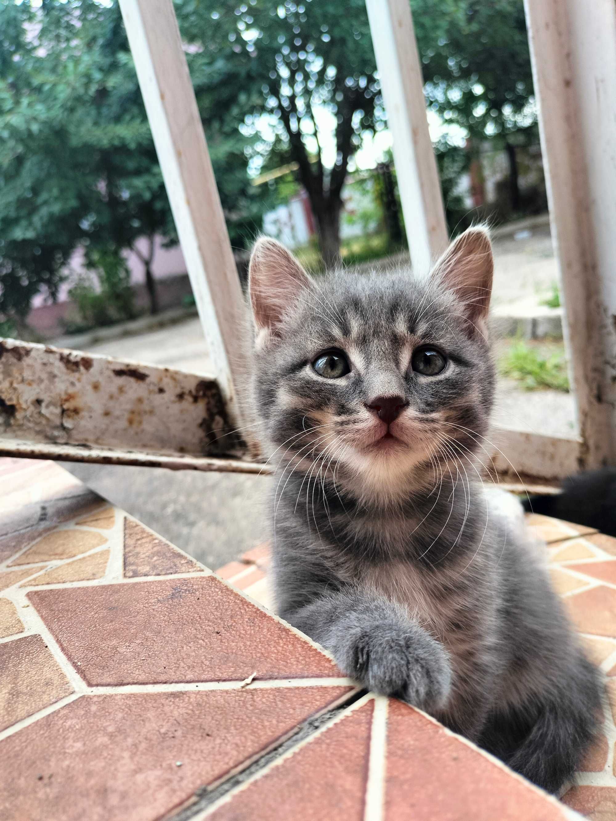 Котята бесплатно