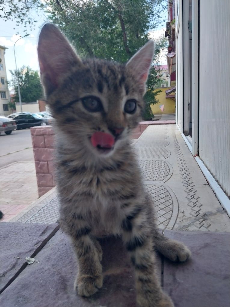 Кошечка девочка ,милашка в добрые руки ,друг и игрушка