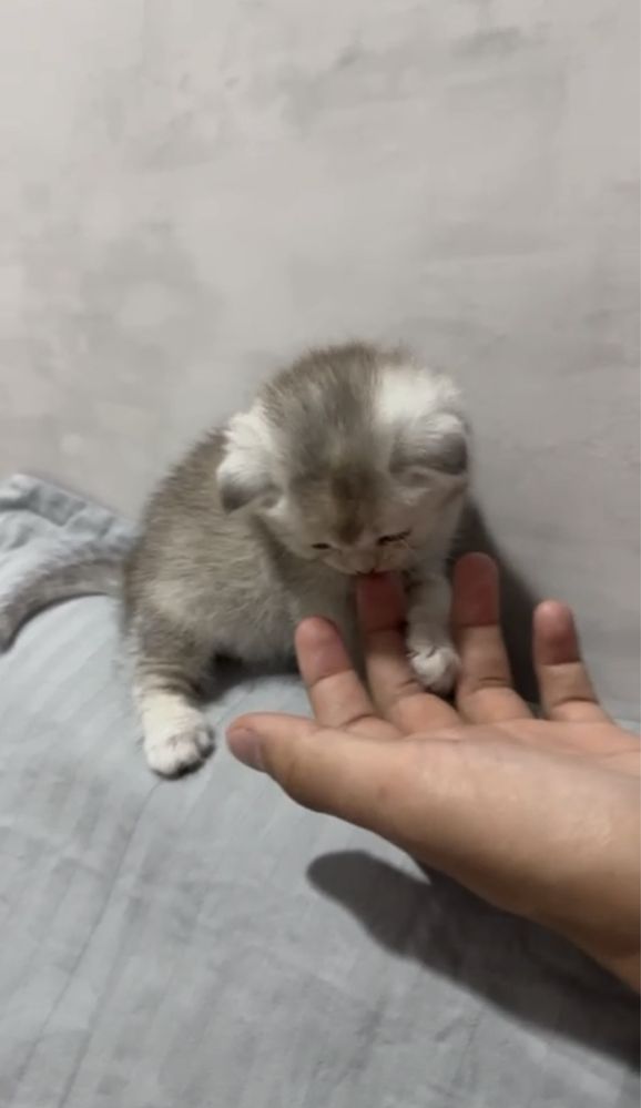 Котенок)очень ласковый