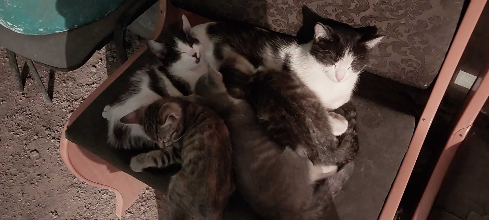 Отдам  в добрые руки котят