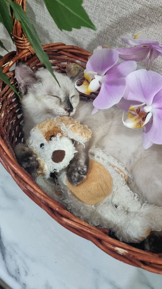 Алиса милая девочка 3 месяца . Похожа на породу Рэгдолл.