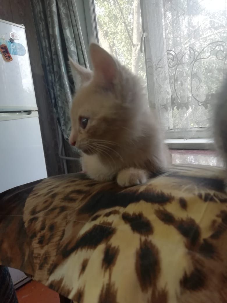 Отдам котят в хорошие руки