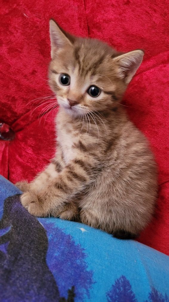 Котёнок шотландский прямоухий