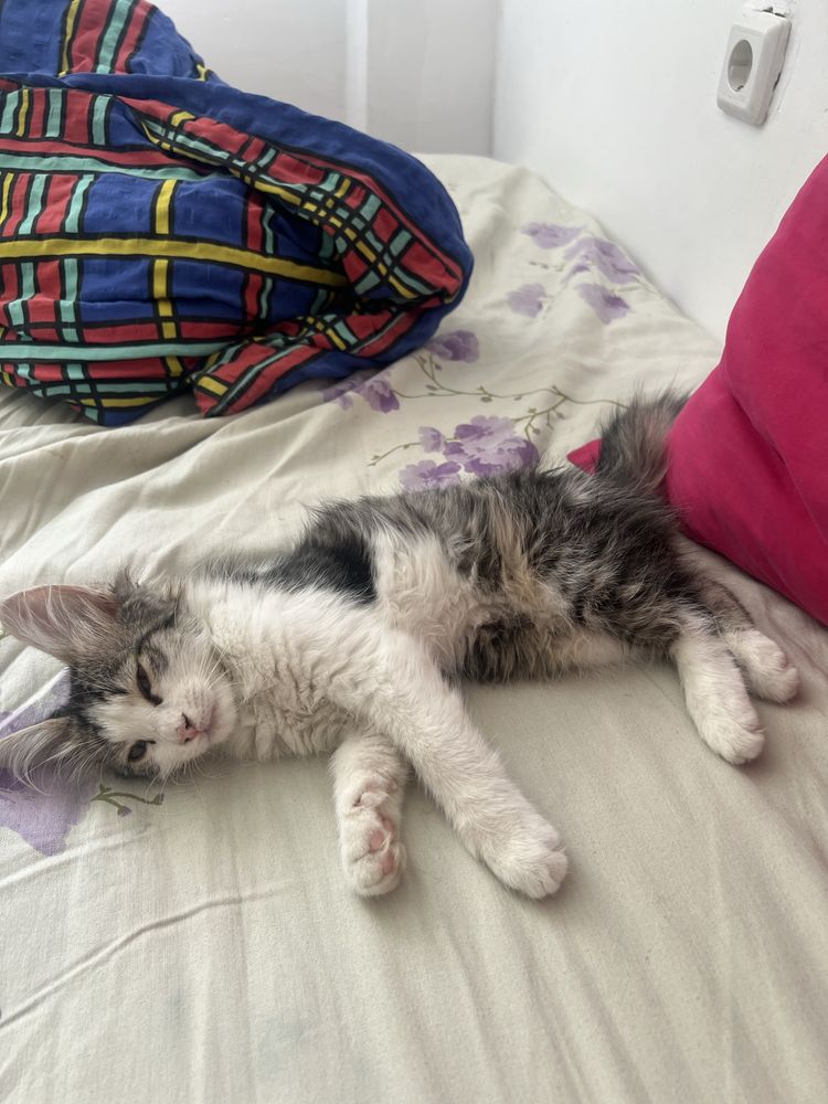 Котенок отдам в хорошие руки