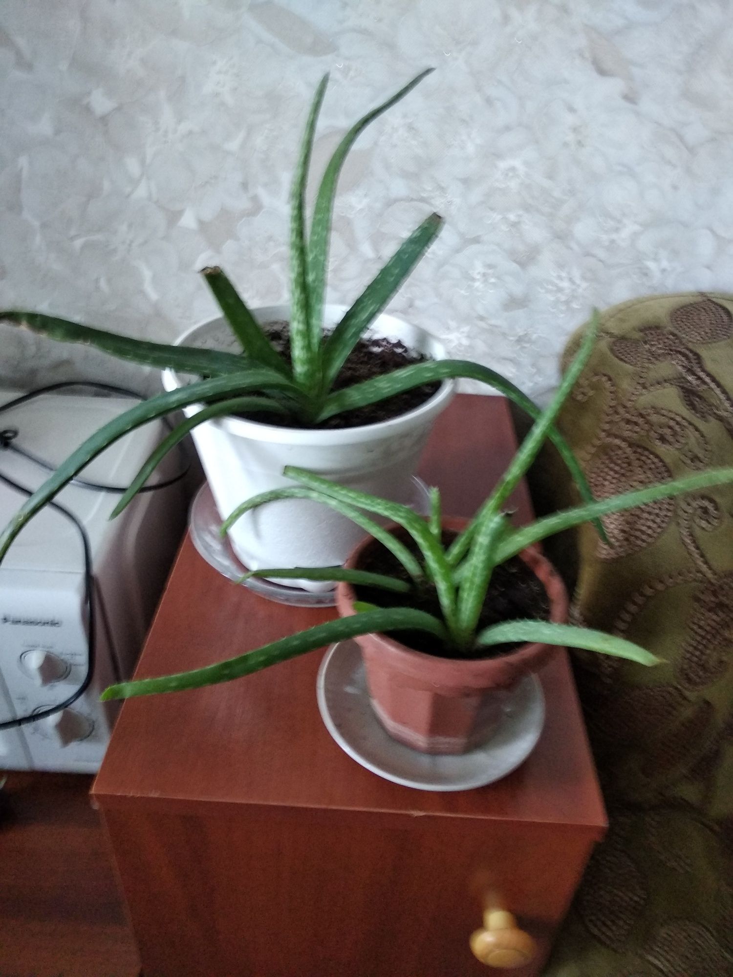 I'mПродам аллое широколистный 5000тенге