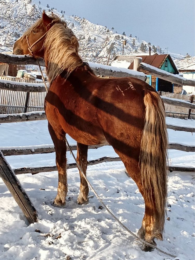 Айғыр 6 жасар.