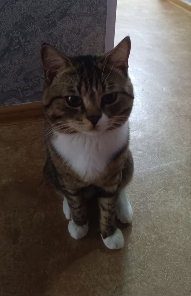 Отдам котика в добрые руки