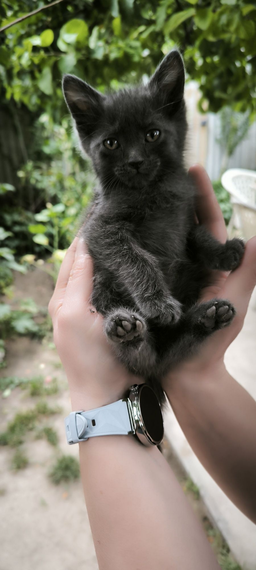 Котенок готов к переезду