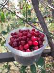 Продам спелую, сладкую вишню