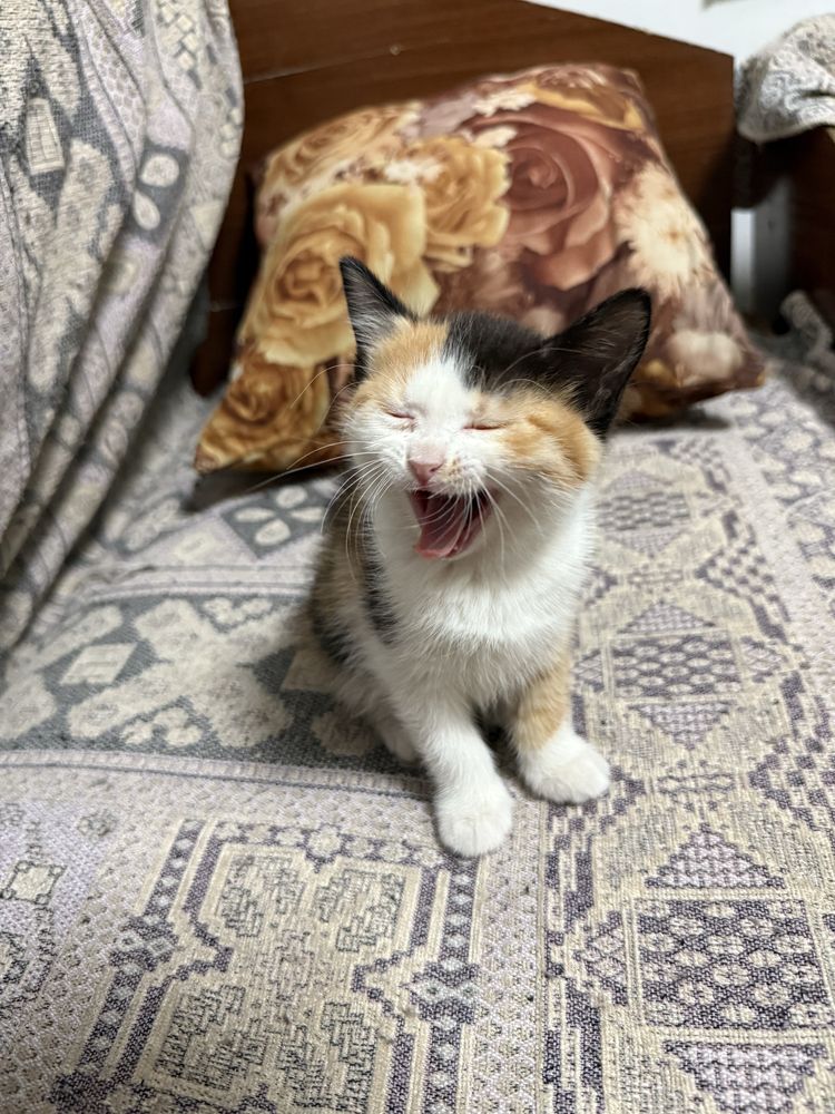 Отдам котенка девочка кошка