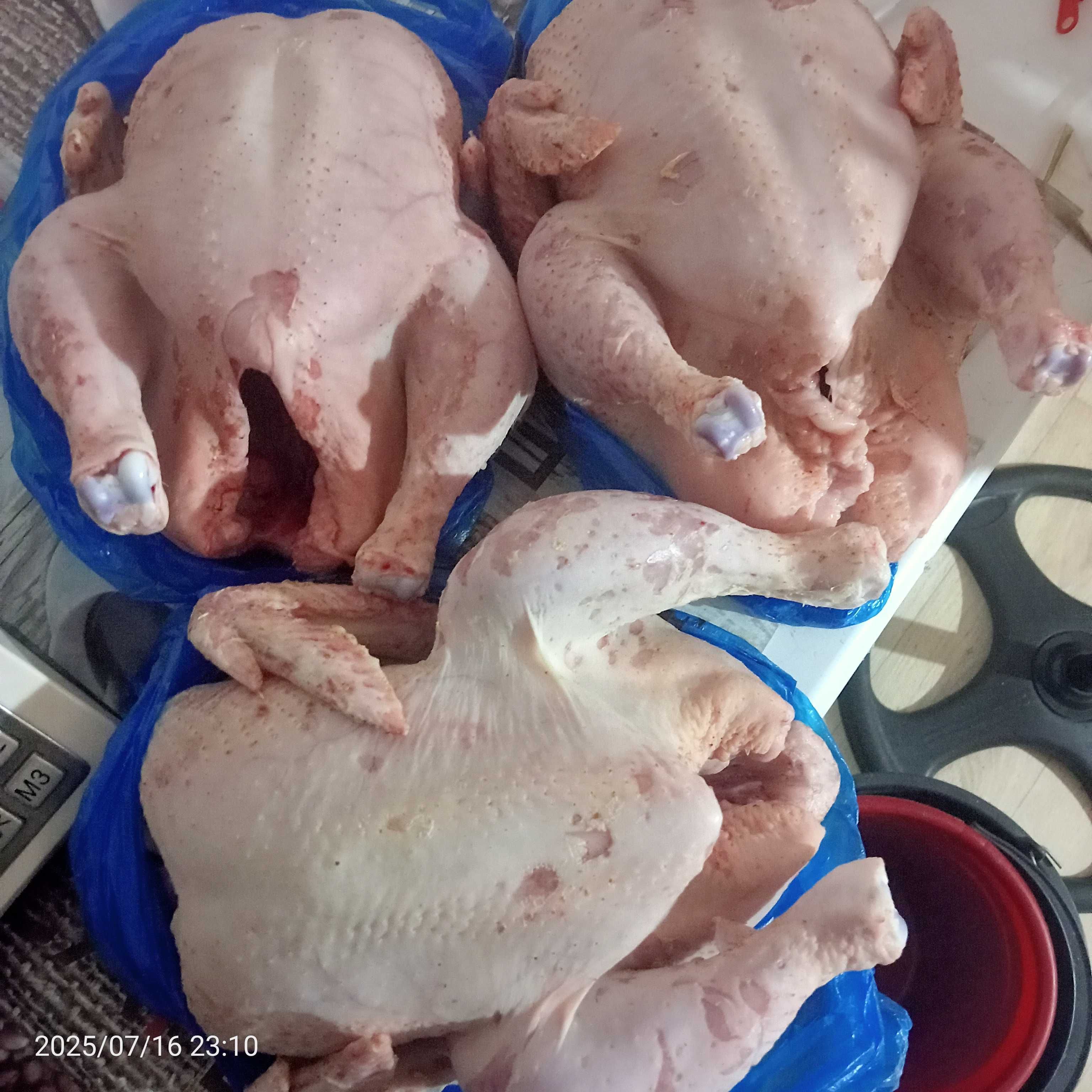 Продам домашних бролеров