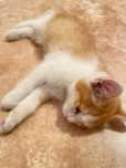 Отдам котенка лотку приучен