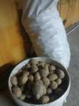 Продам семенной картофель 40 килограмм. Цена 320 тенге за килограмм.