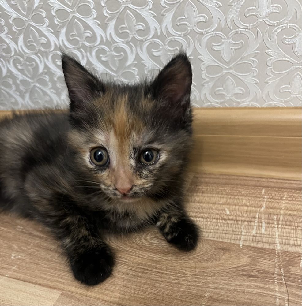 Котята в хорошую семью