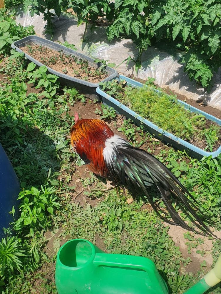 Карликовый феникс