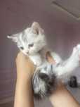 Котята мама шотландка
