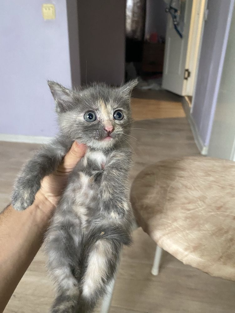 Отдам котенка девочка, домашняя