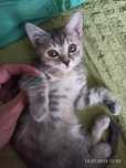 Котёночек в добрые руки