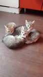 Отдам котят в хорошие руки