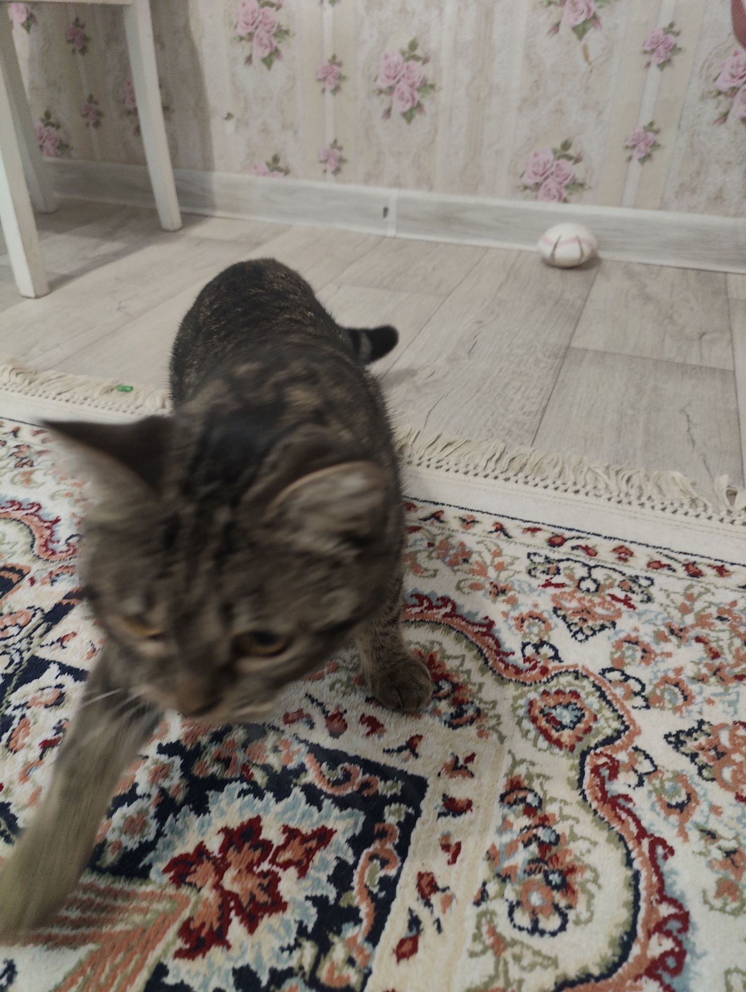 Отдам породистую кошку в хорошие руки