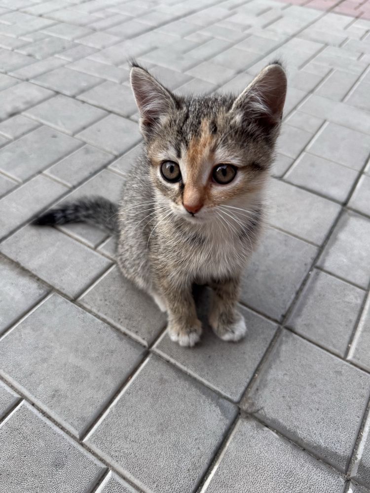 котенки,2 девочки