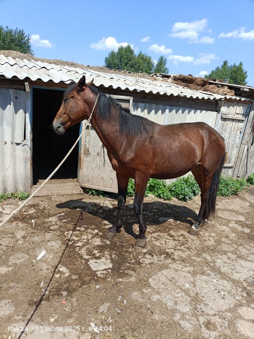 Продам жеребца, 2 года