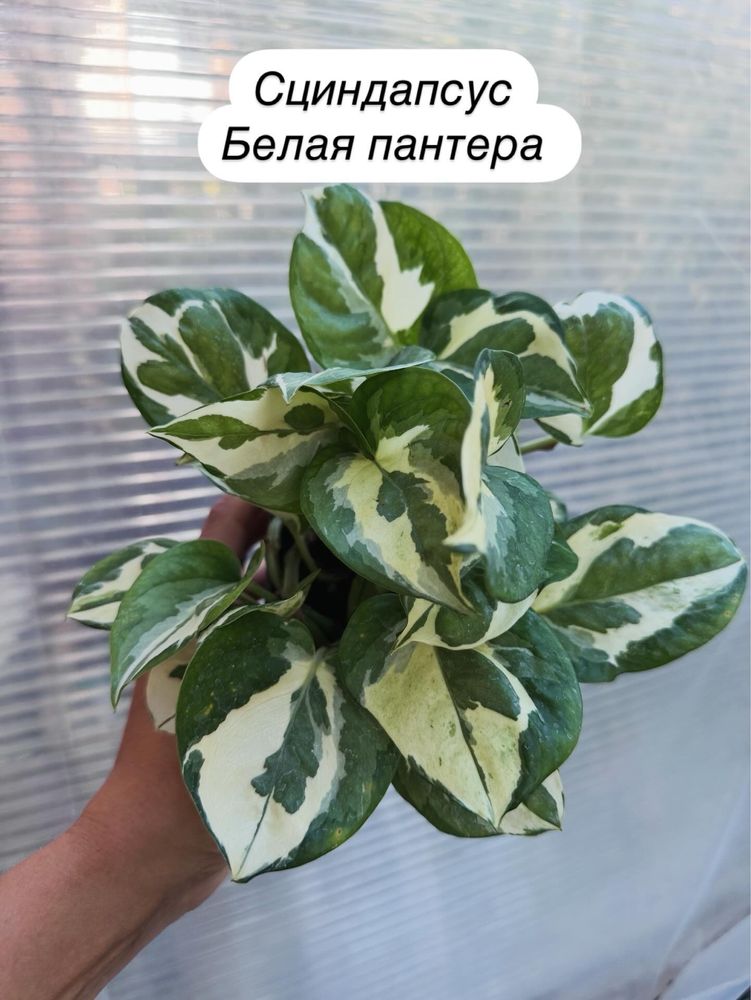 Папоротник, сциндапсус, тунбергия, сингониум, жасмин