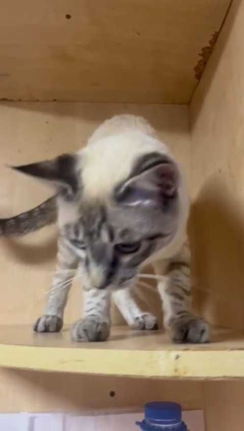 Коты и кошки ПВС (приют для животных) г. Рудного ждут любящих хозяев!