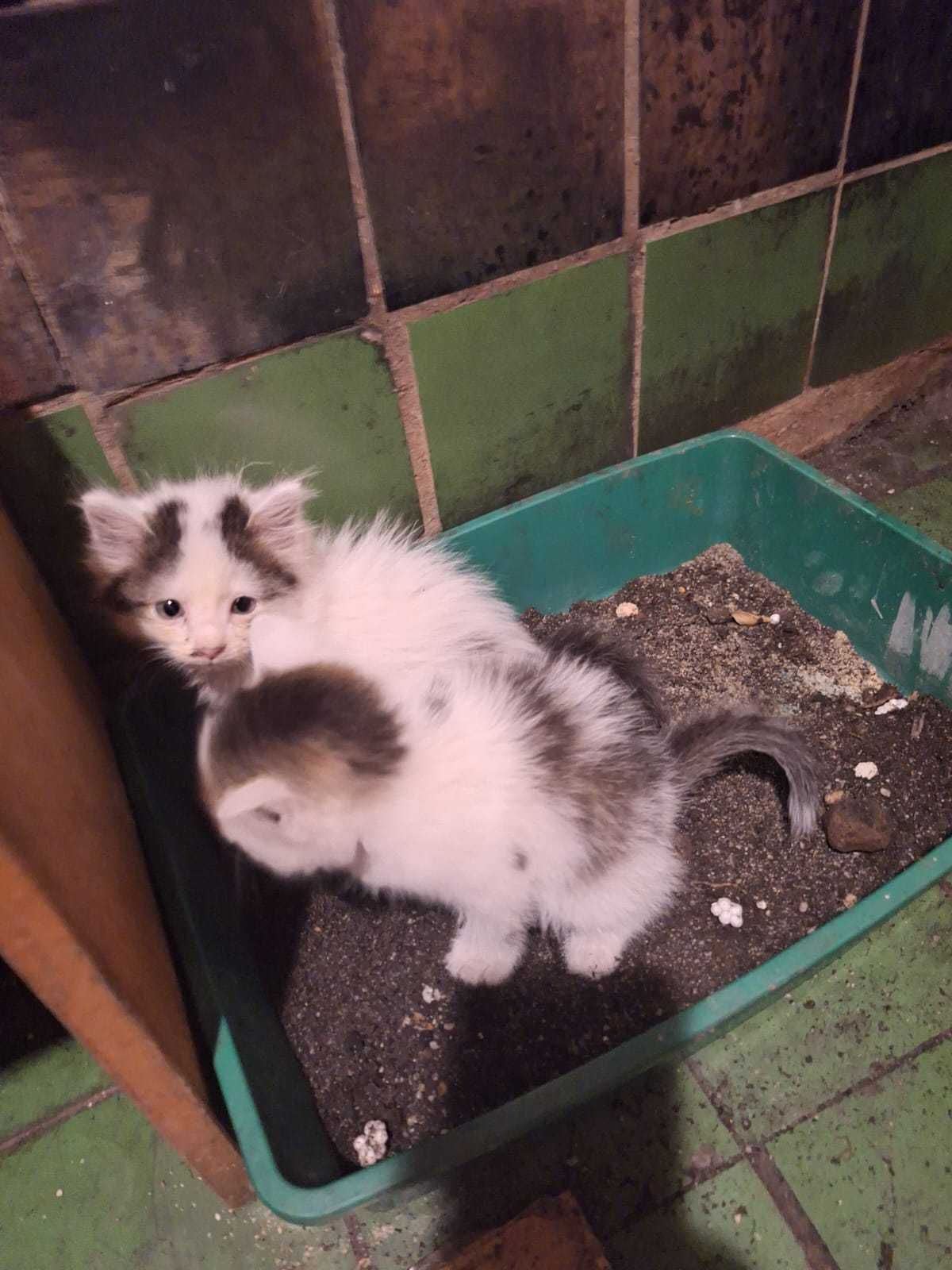 Ваши маленькие друзья