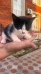 Отдам котенка в хорошие руки, котенку 2 месяца, мама домашняя кошка.