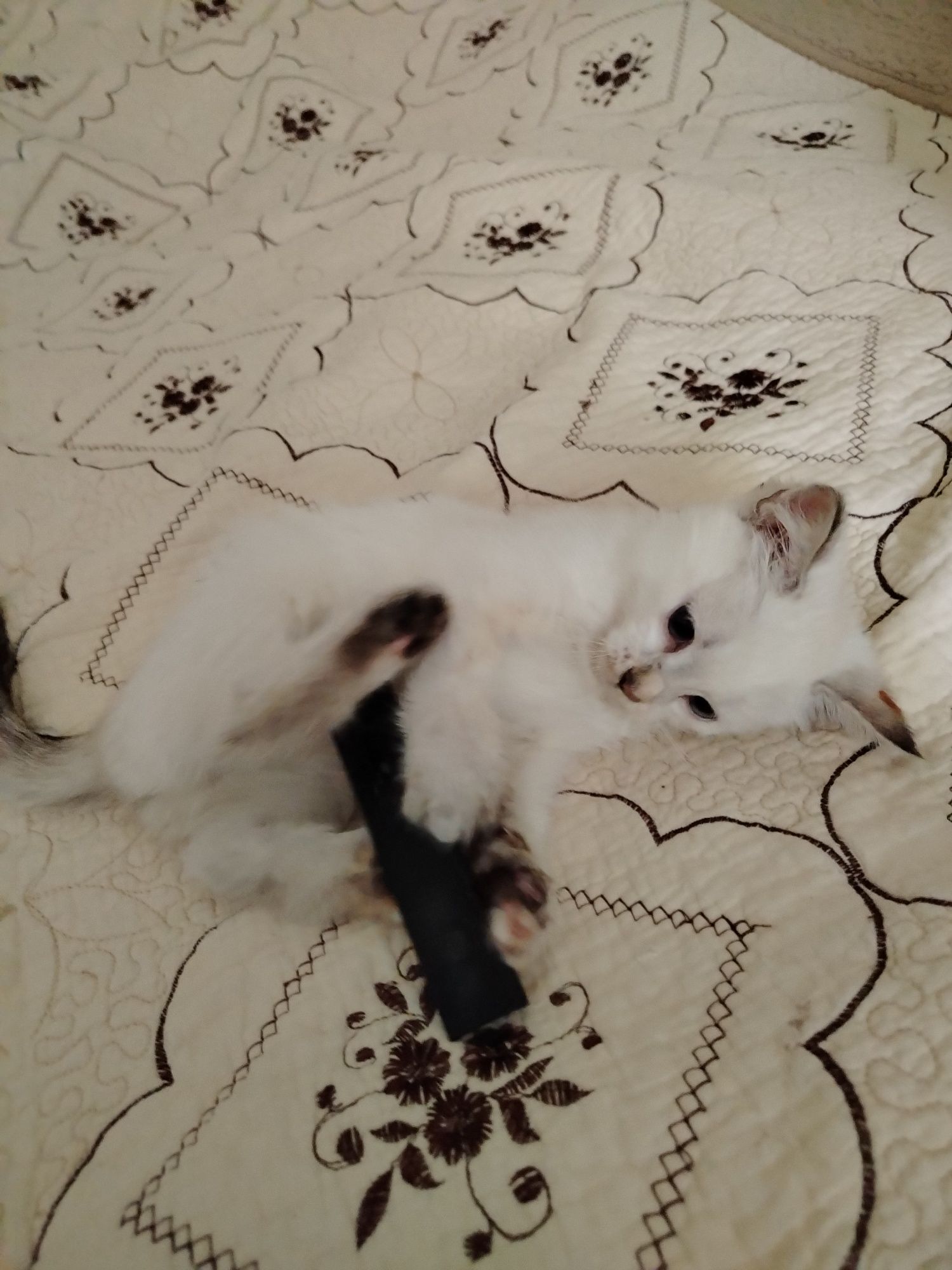 Котята, сиамские редгол и сиамские