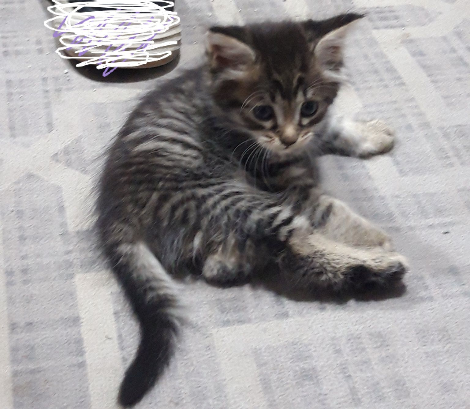 Котятки в добрые руки