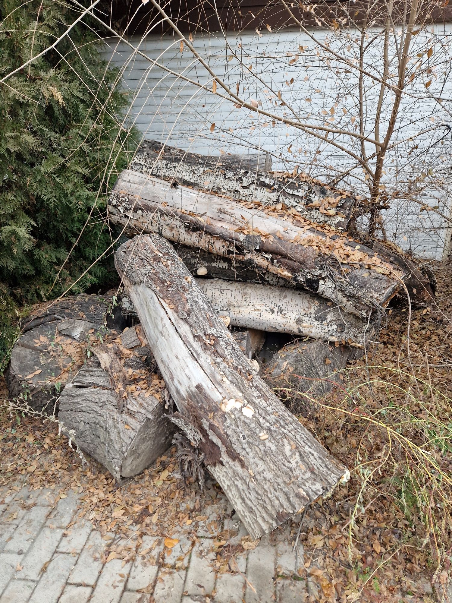 Дрова бревна полено