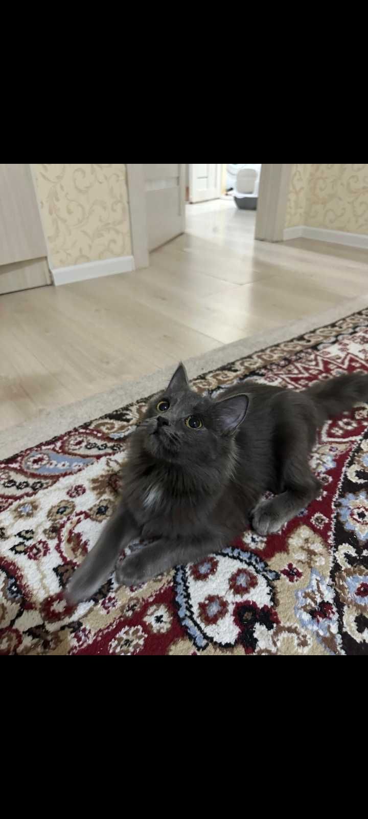 Кошечка 7 месяцев