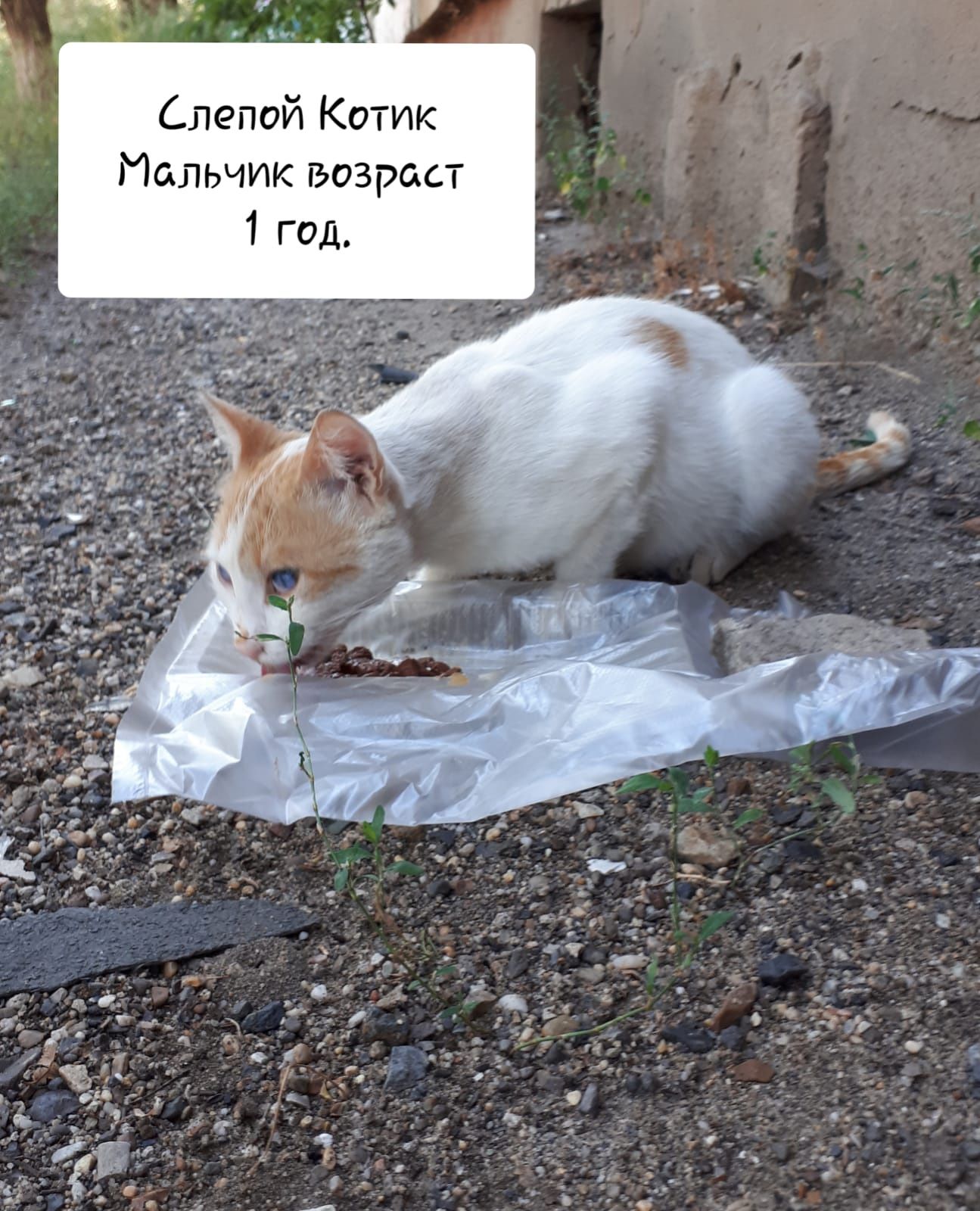 Кот мальчик в надежные руки.