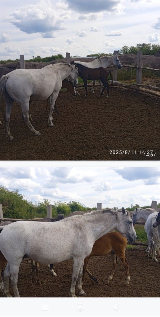 Продам к о б ы л