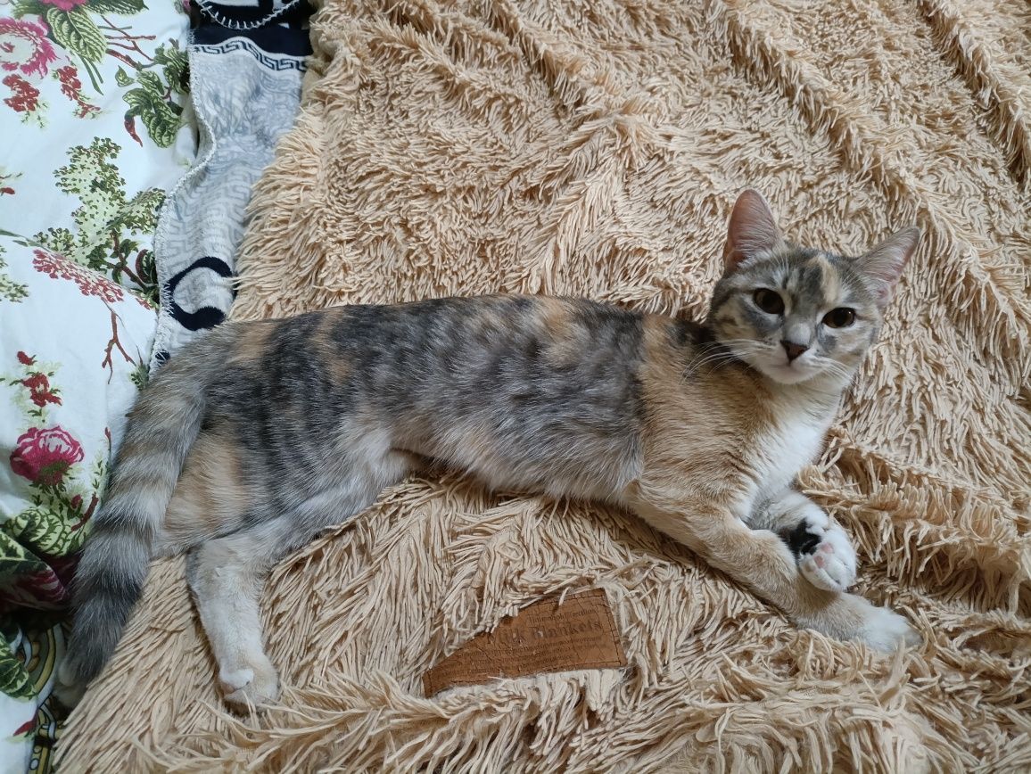 Кошечка для любящего человека
