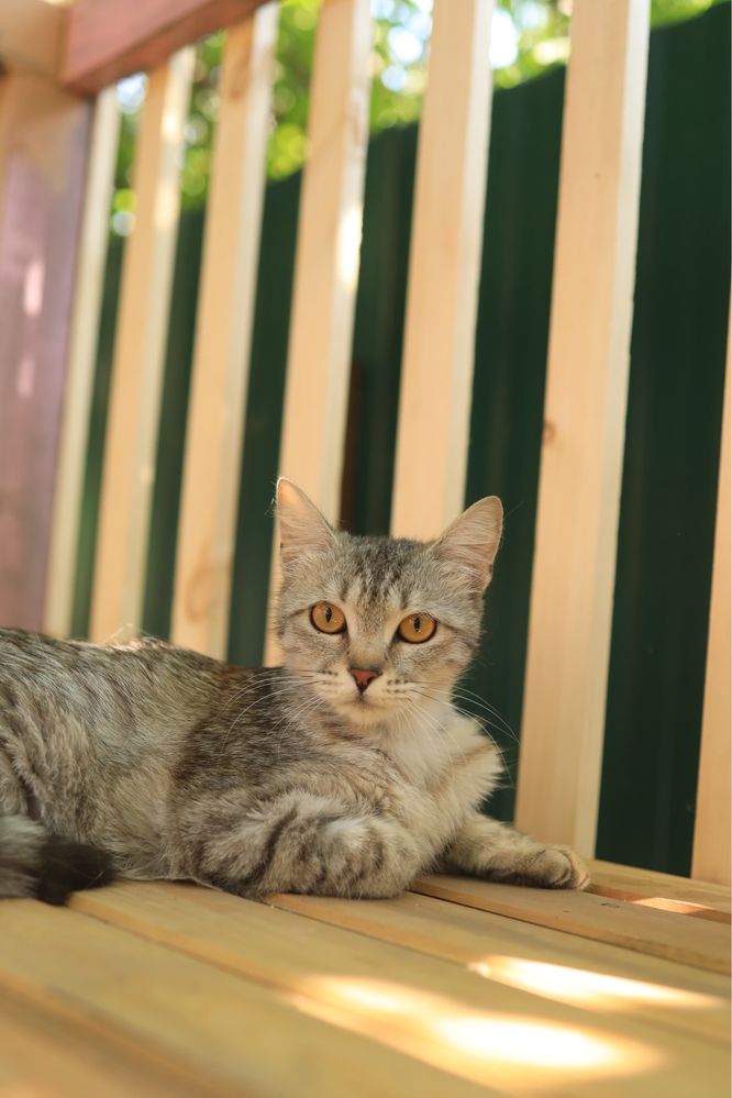Кошка в добрые руки