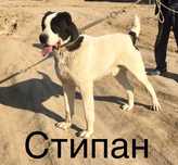 Стипан прямой баласы сатылады