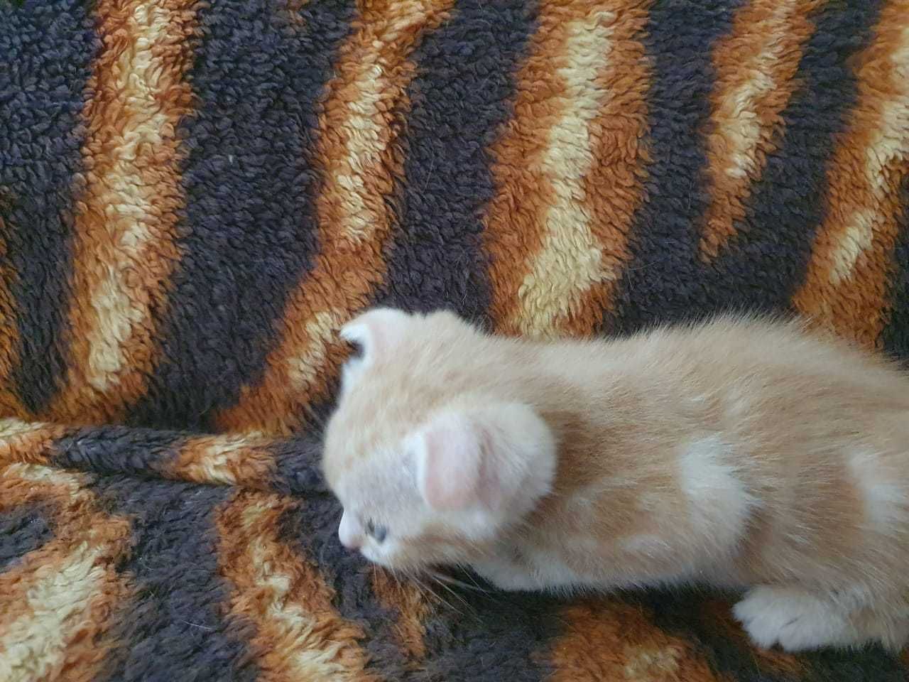 Котята домашние . Бесплатно .