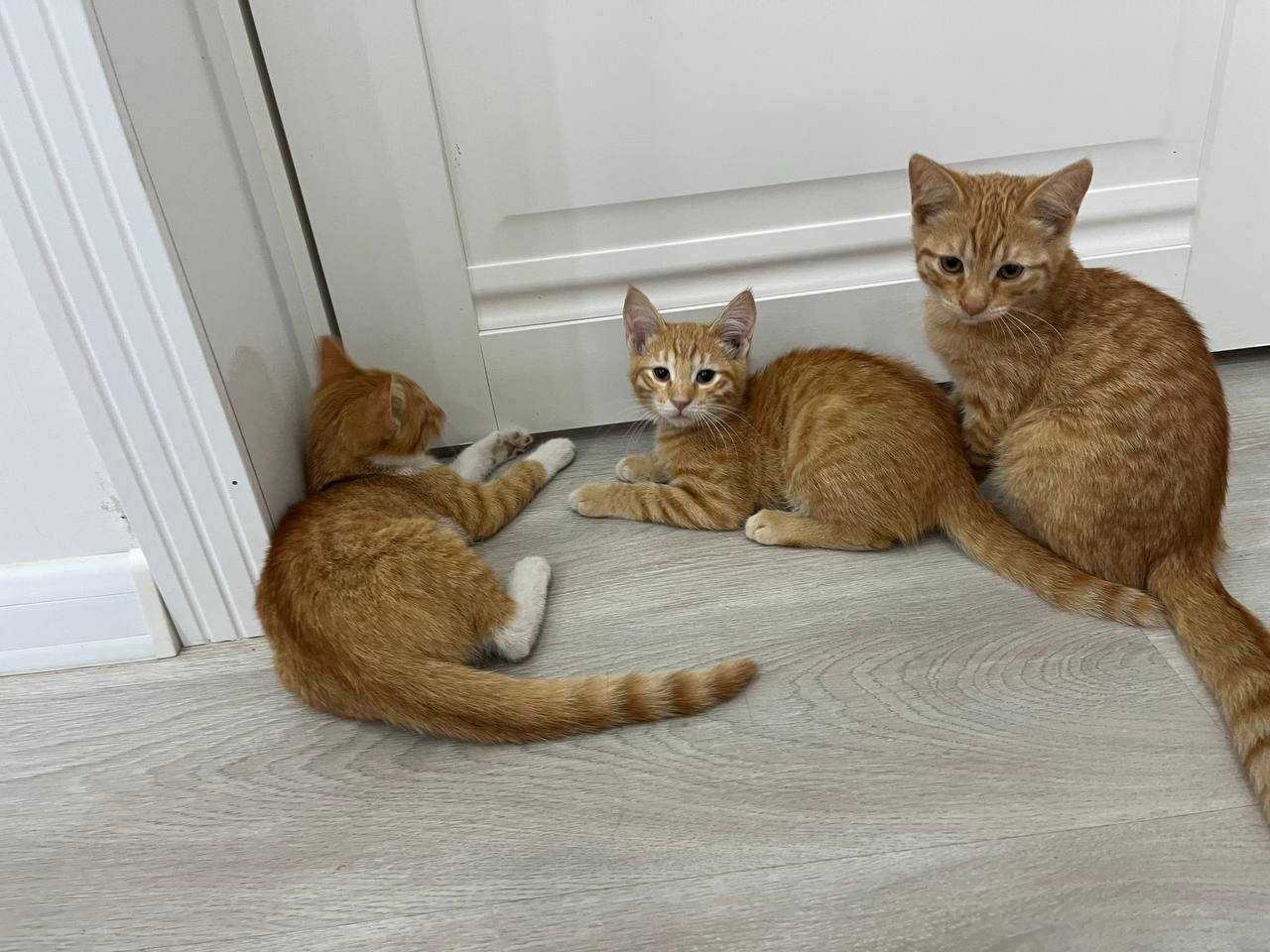 КОТЯТА ищут опекунов