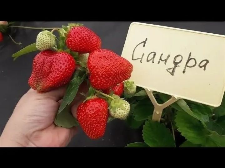 Рассада клубники